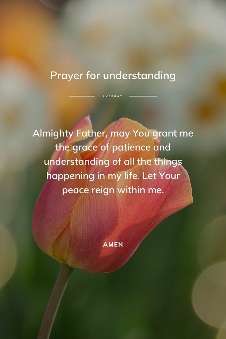 a pink tulip with the words prayer for understanding