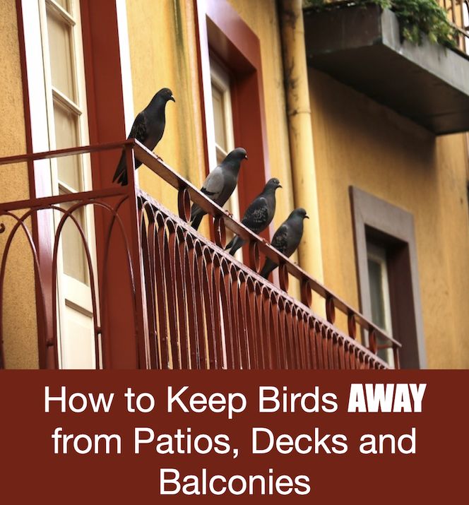 birds perched on the railing of a balcony with text overlaying how to keep birds away from patios, decks and balconies