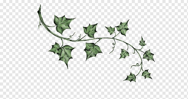 green ivy leaves on a white background with no background, hd png clipart