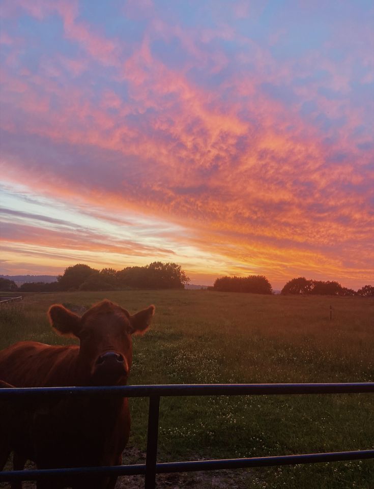 a brown cow standing next to a fence on top of a lush green field at sunset