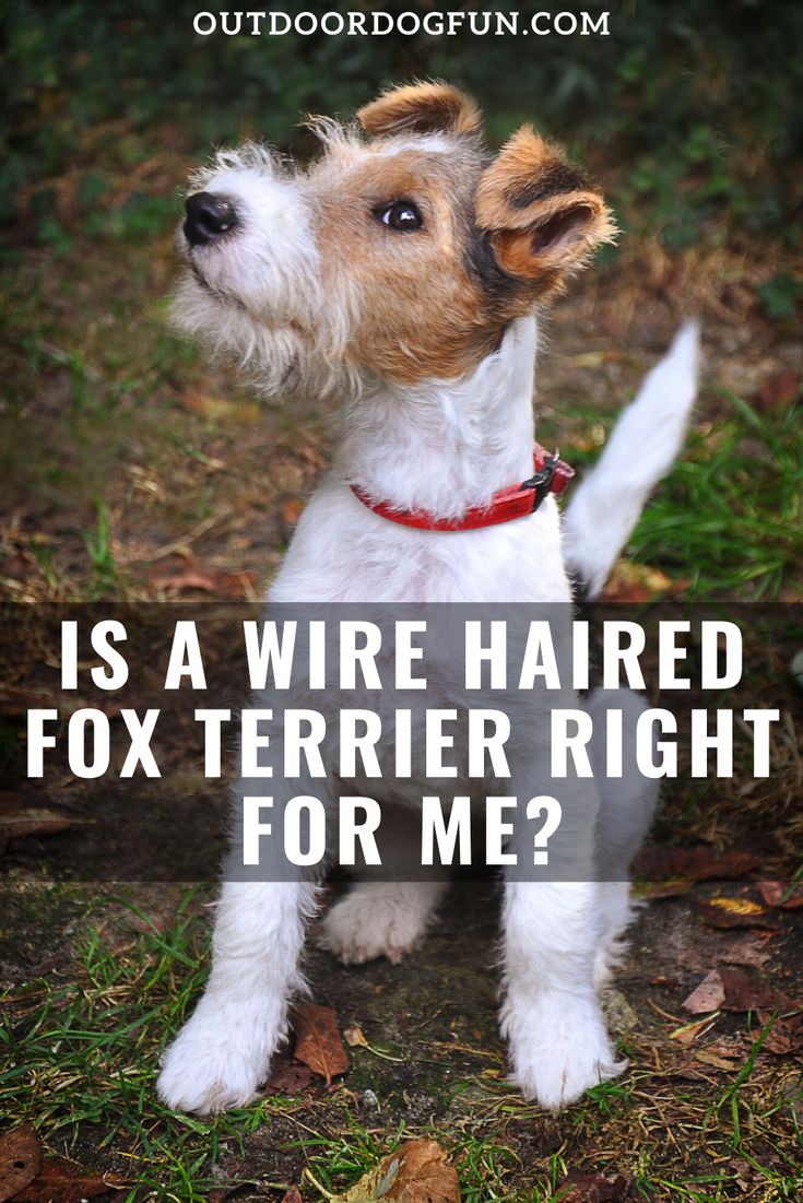 a small white and brown dog standing in the grass with text overlay that reads is a wire haired fox terrier right for me?