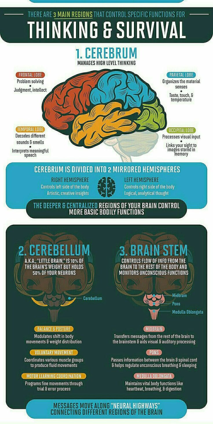 an info poster showing the brain and its functions