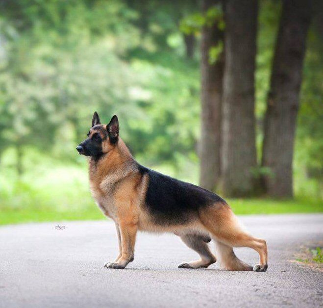 a german shepherd dog standing on the side of a road in front of some trees