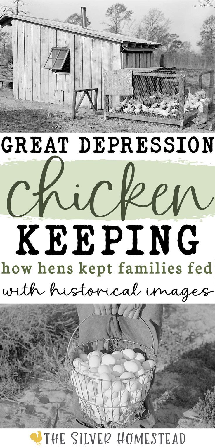 a black and white image of a girl kneeling next to a chicken coop full of white laying hens in the 1930's with text that reads Great Depression chicken keeping how hens kept families fed with historical images Chicken Coop Building Plans, Chicken Coop Ideas, Chicken Flock, Raising Chicks, Chicken Keeping, Coop Ideas, Laying Hens, Victory Garden, Keeping Chickens