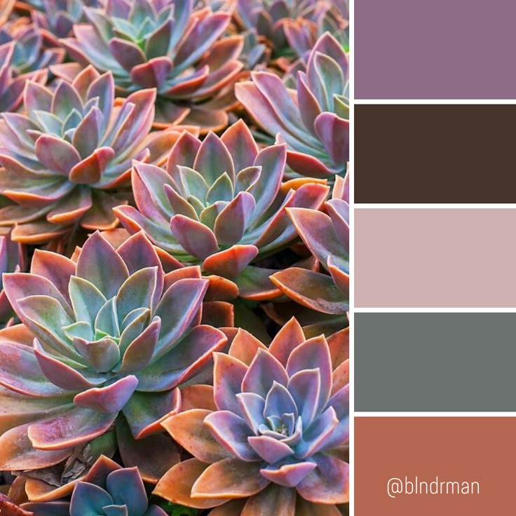 a bunch of plants that are in some kind of color scheme with different colors and shapes