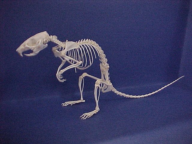 an animal skeleton is shown on a blue surface