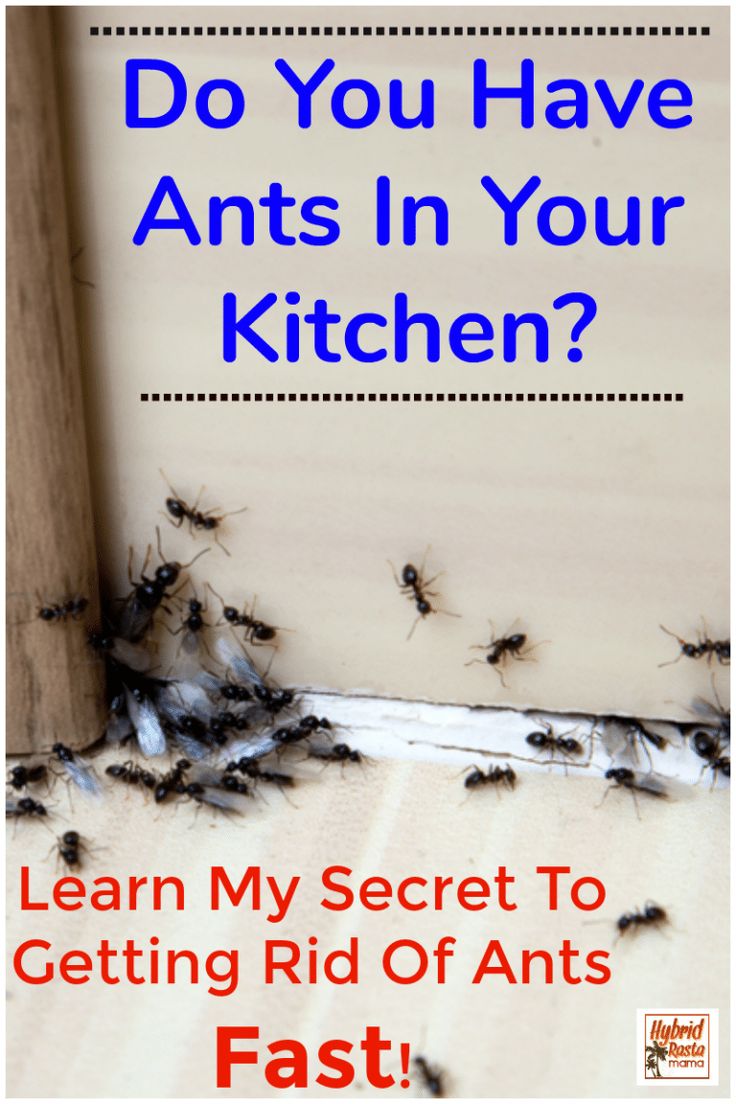 an image with the words do you have ants in your kitchen? learn my secret to getting rid of ants fast