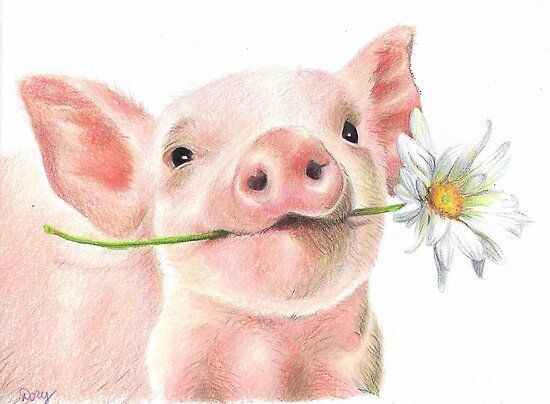 a pig with a flower in its mouth and another pig looking at the camera poster