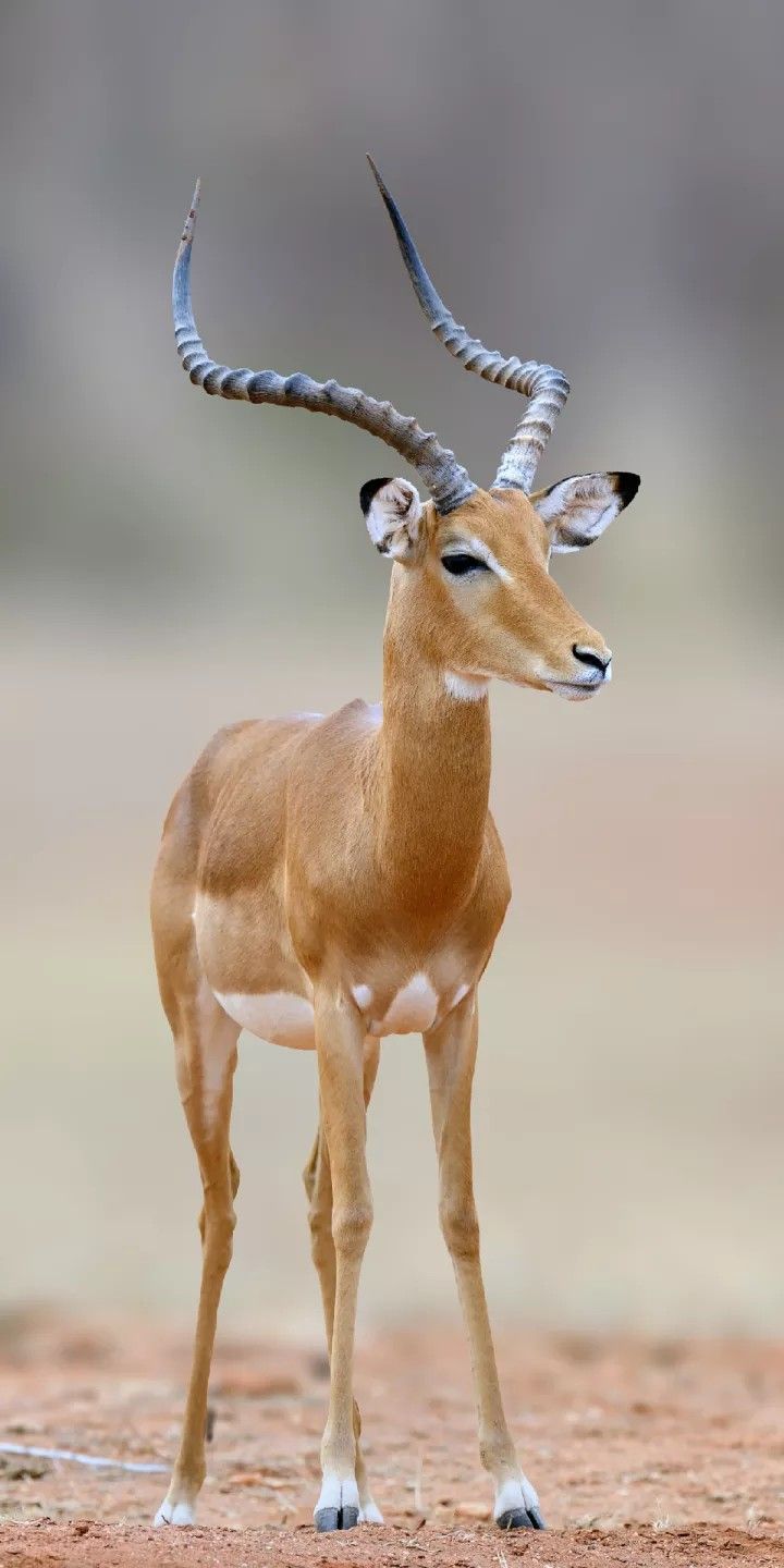 a small antelope standing on top of a dirt field