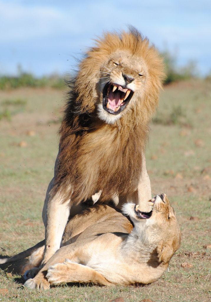 an adult lion sitting on the back of a smaller one in a grassy area with its mouth open