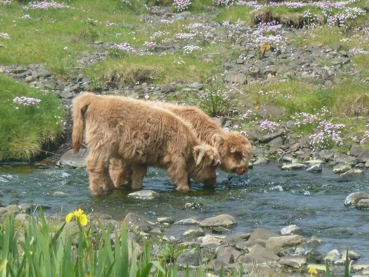 meadow | beautiful | water | stream | wild flowers | cows | peaceful | calm | aesthetic Fluffy Cows, Theme Nature, Cottage Core Aesthetic, Baby Cows, Cute Cows, Nature Aesthetic, Cute Little Animals, 귀여운 동물, Cuteness Overload