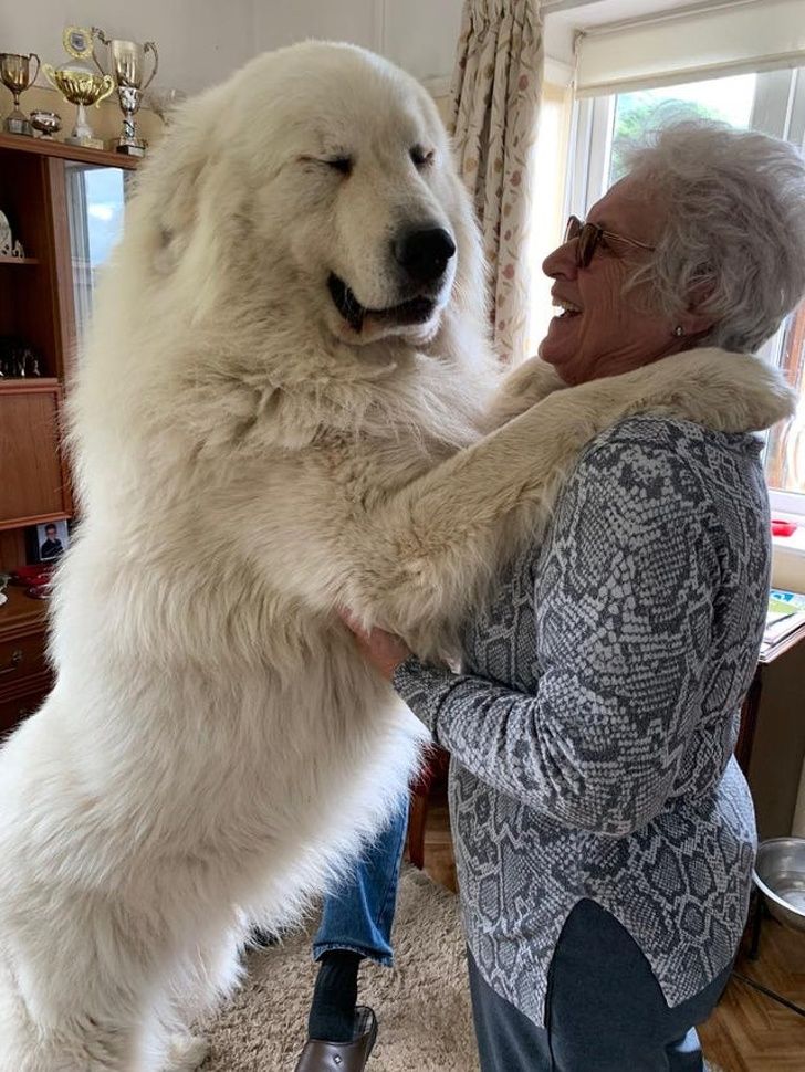 an older woman is petting a large white dog