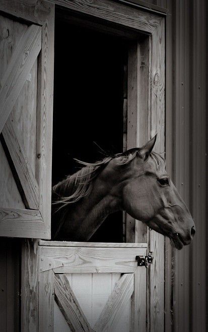 a horse sticking its head out of a barn window