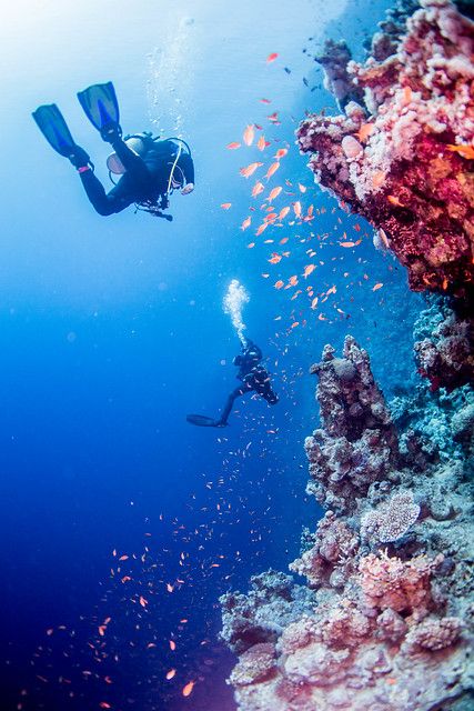 two people are diving in the water near corals and other marine life that is around them