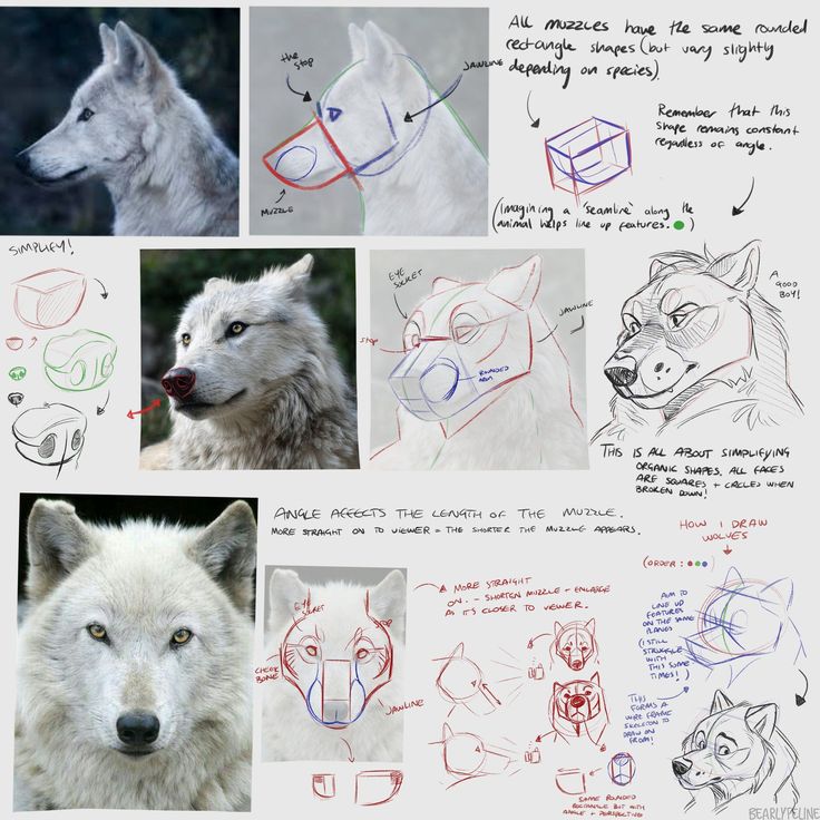 several drawings of wolfs with different facial expressions and head shapes are shown in this image