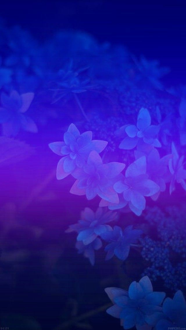 purple and blue flowers are in the dark