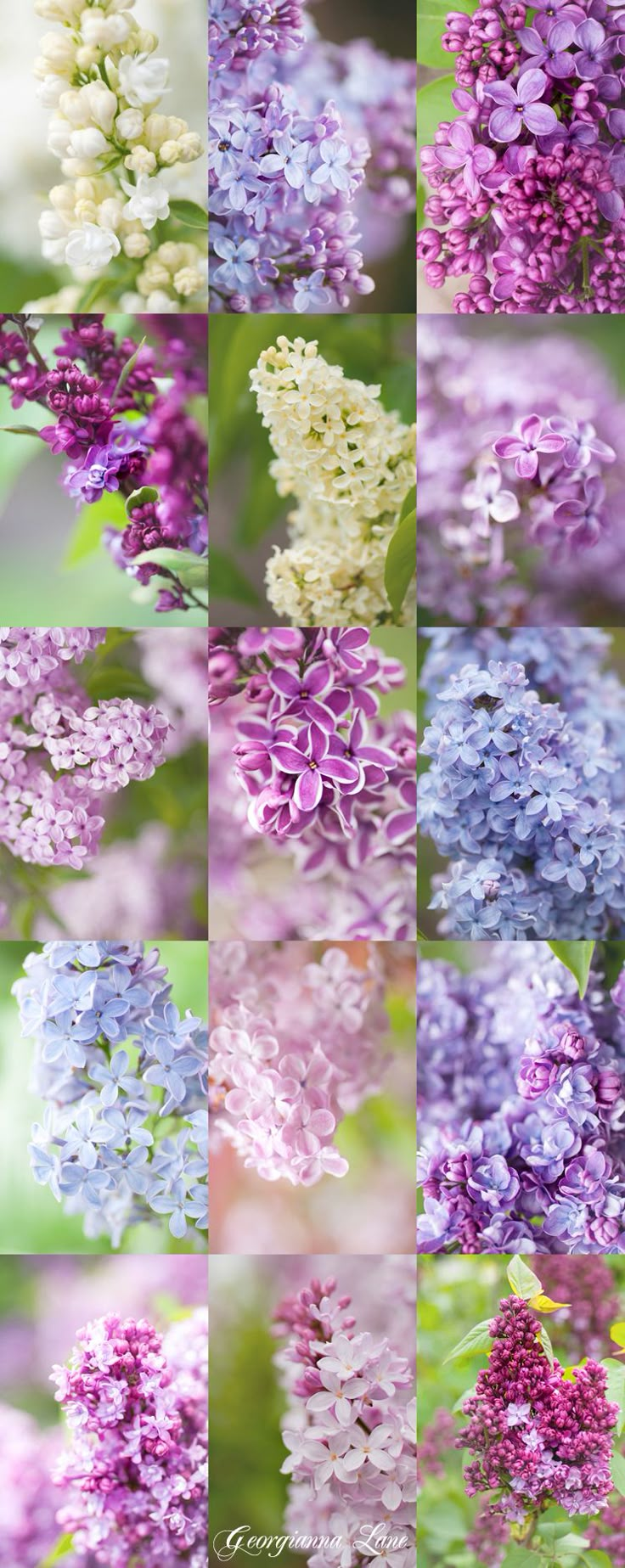 ~~Syringa: New Lilac Collection! | Left to right: Syringa vulgaris 'Mme Lemoine', 'Firmament', 'Glory', 'Adelaide Dunbar', 'Primrose', Syringa x hyacinthiflora 'Pocohontas', Syringa x chinensis 'Lilac Sunday', 'Sensation', 'Mme Charles Souchet', 'President Lincoln', Syringa x hyacinthiflora 'Maiden's Blush', 'Alice Christianson', Syringa 'Fritz Klager', Syringa 'Pink Ruth', 'Peacock' | Garden Photo World~~ Syringa Vulgaris, 카드 디자인, Have Inspiration, Favorite Flowers, Purple And White, Types Of Flowers, Beautiful Blooms, Dream Garden, Love Flowers