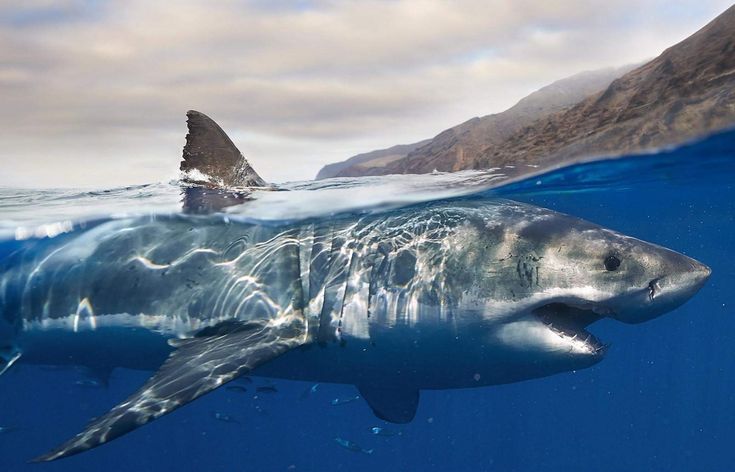 a great white shark swimming in the ocean