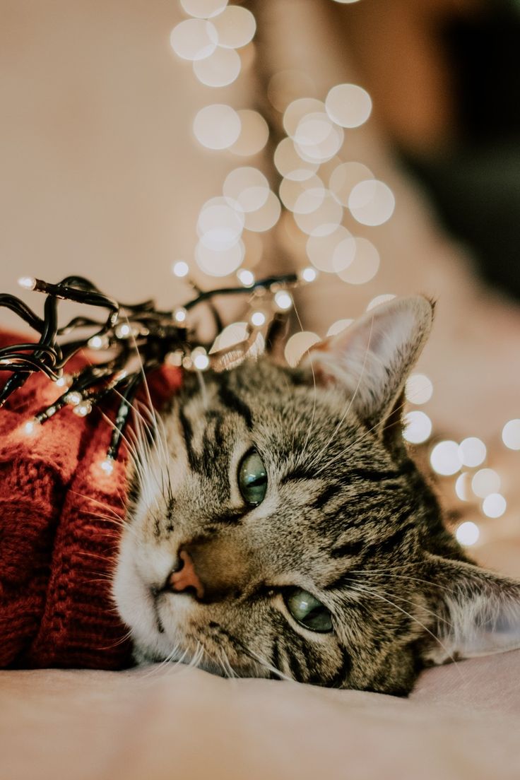 a cat laying on top of a bed next to a christmas tree covered in lights