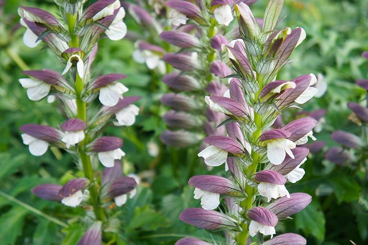 Acanthus mollis - Oyster Plant - The Curious Gardener Acanthus Mollis, Lavender Sprigs, Purple Flowering Plants, Garden Uk, Woodland Gardens, House Uk, Architectural Plants, Courtyard Gardens, Gardening Inspiration