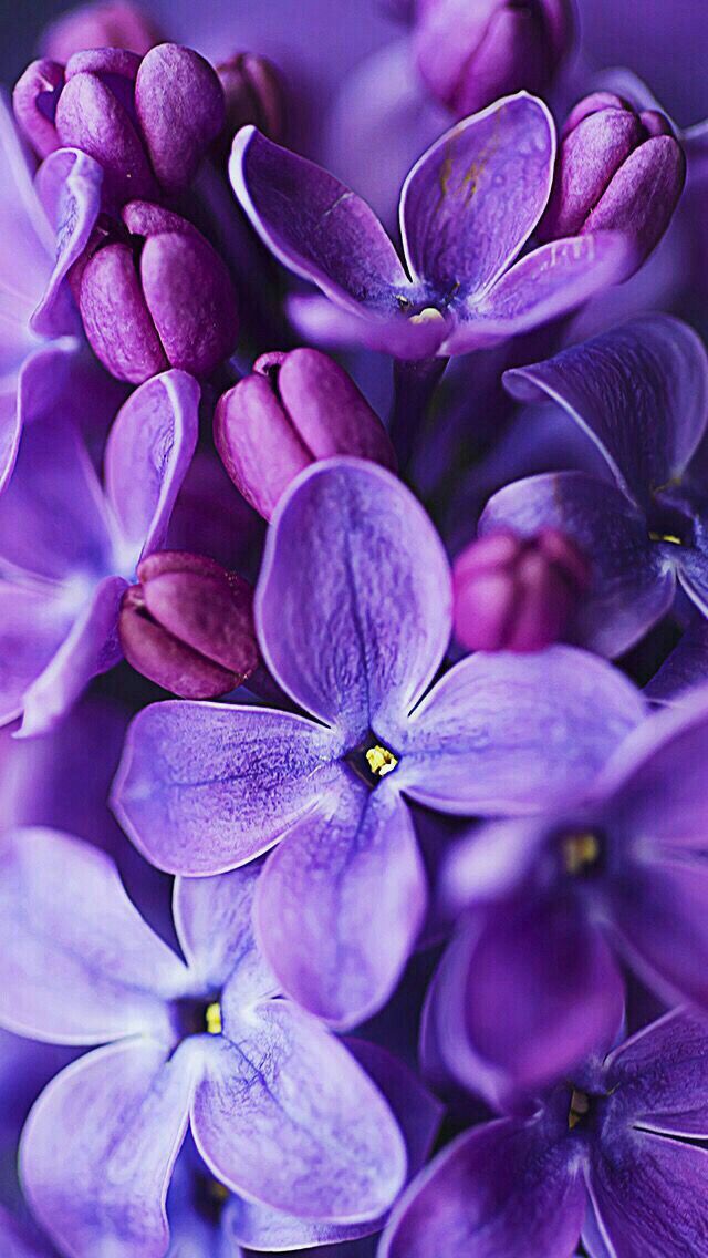 purple flowers are blooming in the middle of the day, and it's hard to tell what color they are