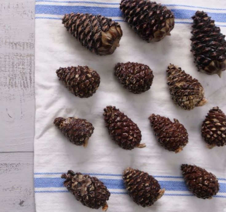 several pine cones are arranged on a towel