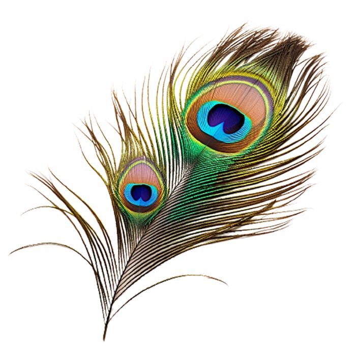 two peacock feathers on a white background