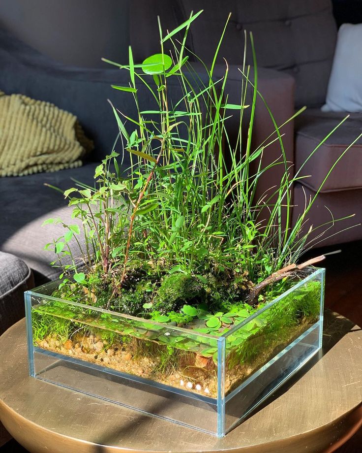 a glass box filled with green plants on top of a wooden table next to a couch