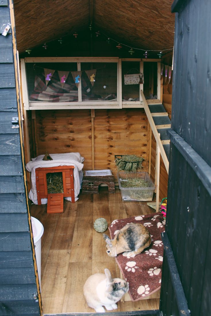 two cats are sitting in the back of a small house with wooden floors and walls