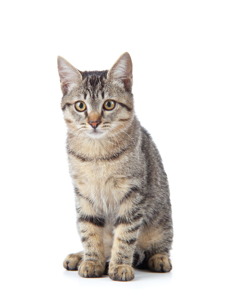 a small kitten sitting on top of a white floor