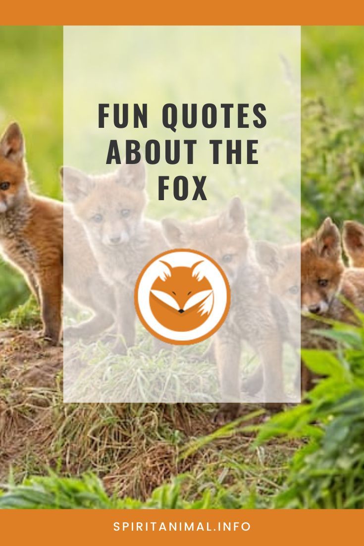 four foxes standing on top of a pile of grass with the words fun quotes about the fox