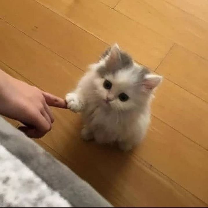 a small white kitten sitting on top of a wooden floor next to someone's hand