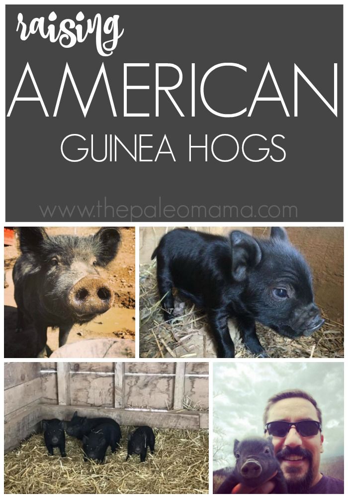 the cover of raising american guinea hogs, with photos of pigs in their pen