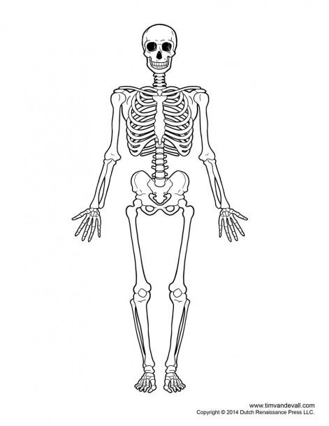 the skeletal skeleton is shown in black and white