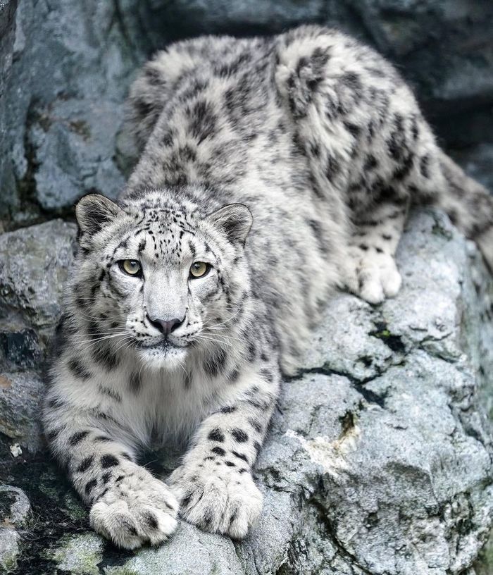 a snow leopard laying on top of a rock