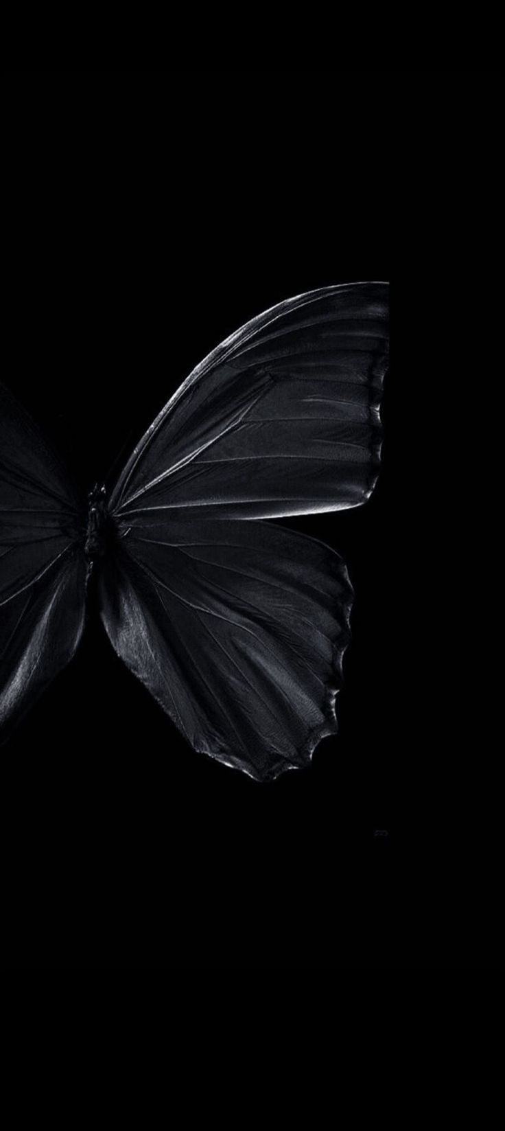 a black and white photo of a butterfly's wing in the dark with only one wing visible