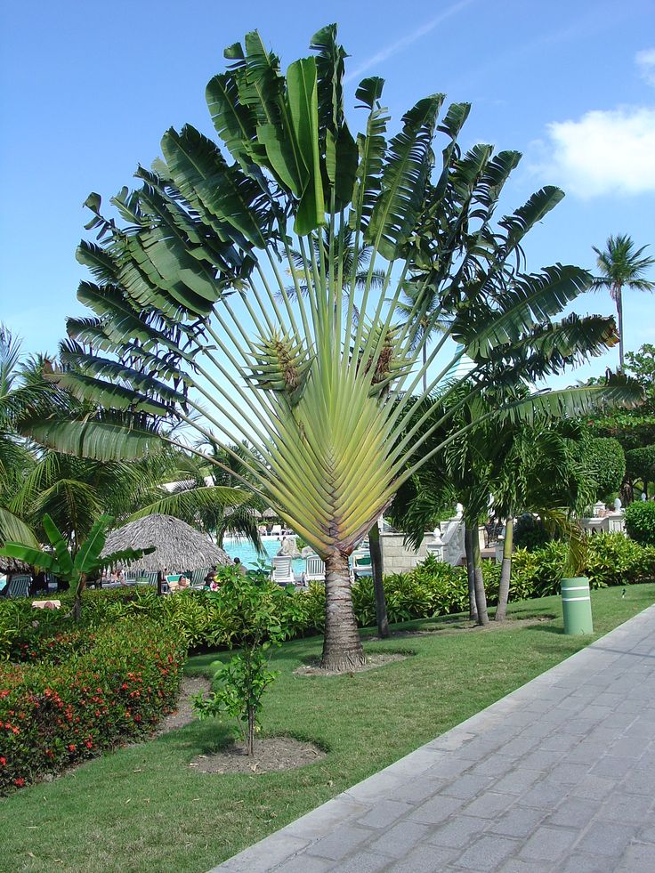 a large palm tree sitting next to a sidewalk