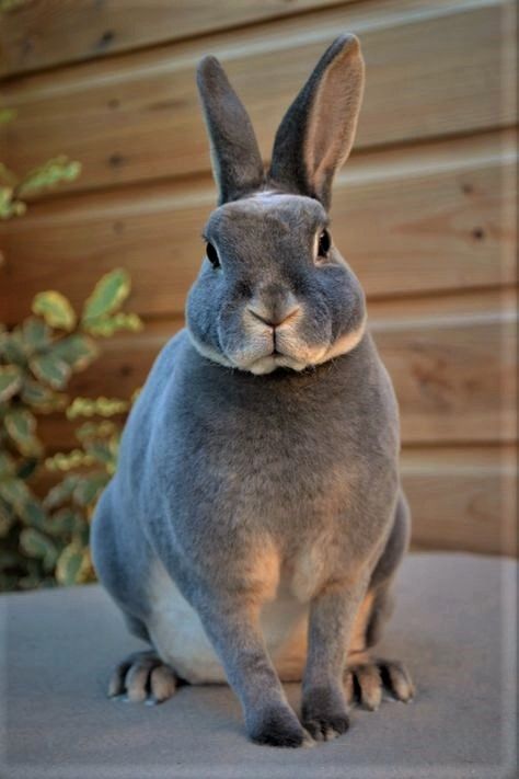 a gray rabbit sitting on top of a table