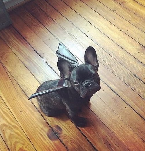 a small black dog sitting on top of a hard wood floor next to a bat