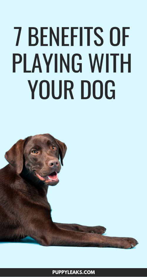 a brown dog laying down with the words 7 benefits of playing with your dog