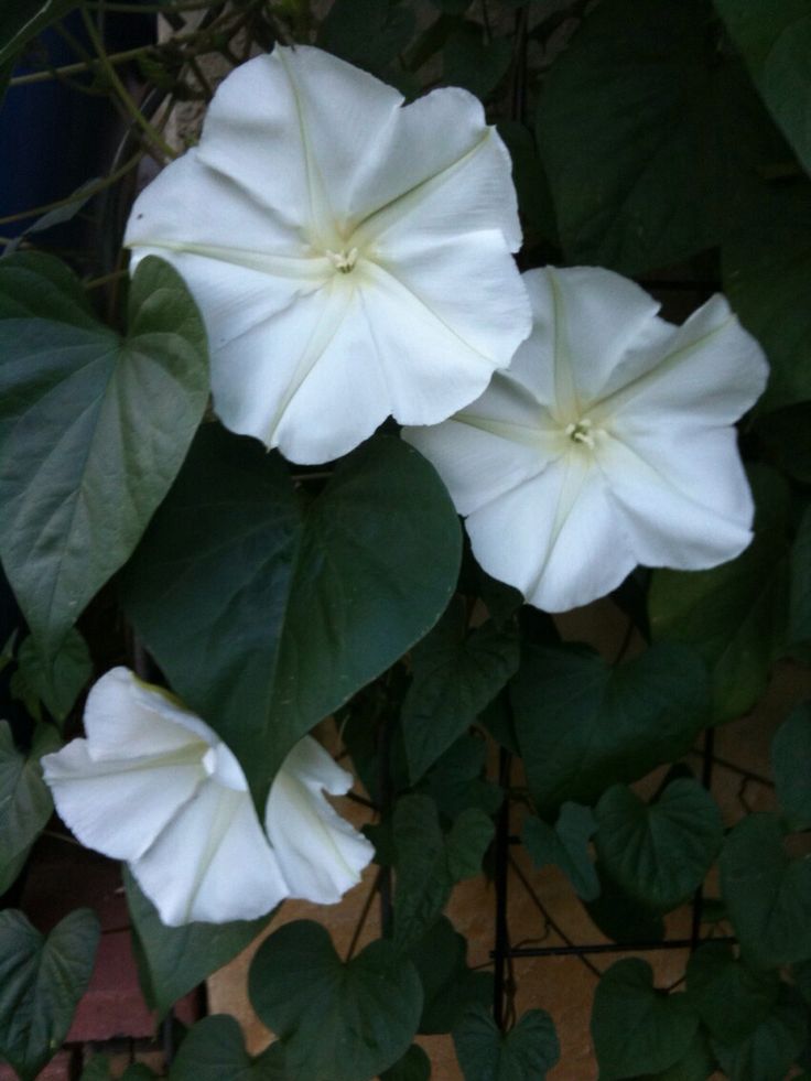 three white flowers with green leaves around them