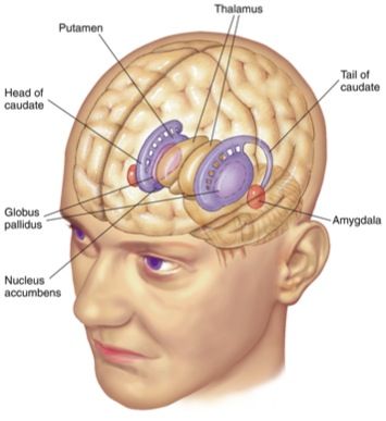 an image of the human head and brain with labels on its parts including the cerebratorys