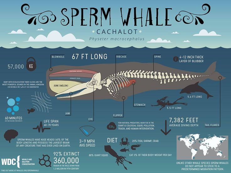 a poster with information about the different types of sea animals