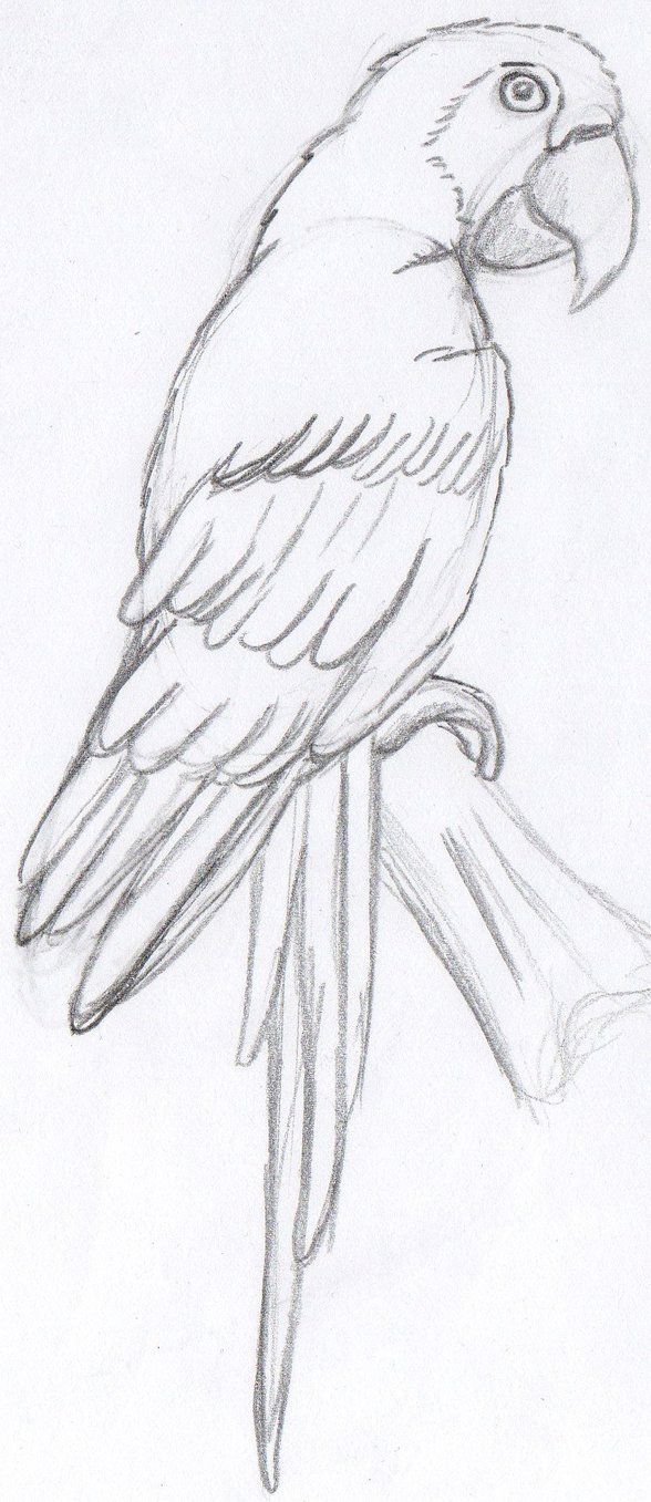 a pencil drawing of a parrot sitting on a branch