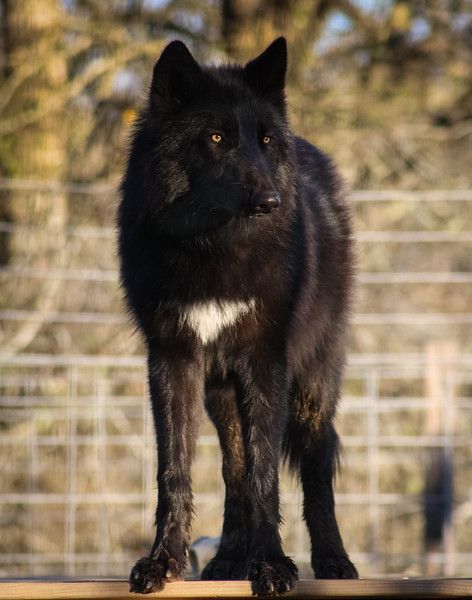 a large black dog standing on top of a wooden table in front of a fence