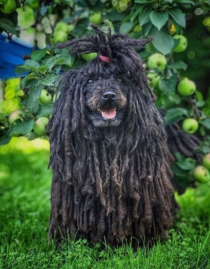 a dog that is standing in the grass with some hair on it's head