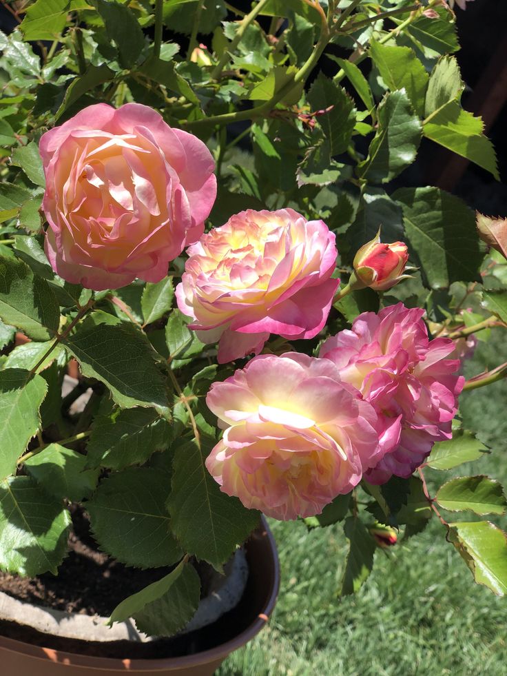 three pink roses are in a pot on the grass, and one is blooming