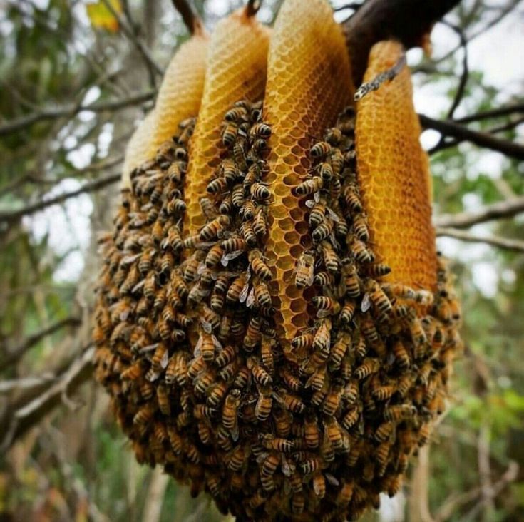 swarms of bees clustered together on a tree branch