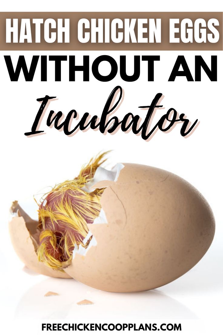 Wanna hatch eggs on the cheap? No problem! Learn how to hatch your chicken eggs without the use of an incubator. Not only will it save electricity, it's a very rewarding experience! How To Hatch Eggs Without An Incubator, Diy Egg Incubator How To Make, How To Incubate Chicken Eggs, Hatching Chicken Eggs In An Incubator, Incubating Chicken Eggs At Home, Eggs In Crockpot, Chicken Eggs Hatching, Chicken Feed Diy, Hatching Duck Eggs