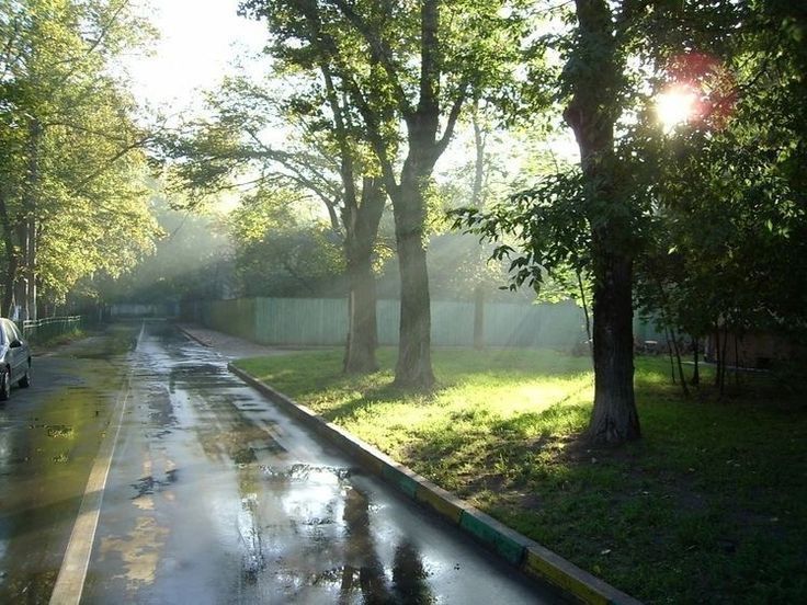 the sun shines through the trees on a rainy day